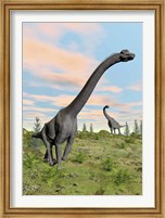 Framed Two brachiosaurus dinosaurs in a prehistoric environment