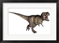 Framed Aggressive Tyrannosaurus Rex growling, white background