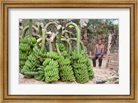 Framed India, Meghalaya, Bajengdoba, Bananas and the man who picked them