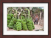 Framed India, Meghalaya, Bajengdoba, Bananas and the man who picked them