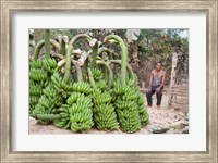 Framed India, Meghalaya, Bajengdoba, Bananas and the man who picked them