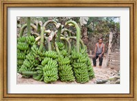 Framed India, Meghalaya, Bajengdoba, Bananas and the man who picked them