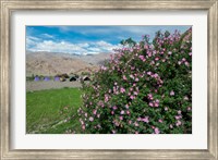 Framed Pink roses at campsite near the Hemis Monastery, Ladakh, India