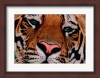 Framed Face of Bengal Tiger, India