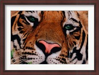 Framed Face of Bengal Tiger, India