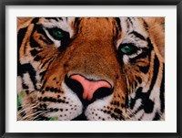 Framed Face of Bengal Tiger, India