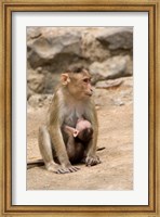 Framed India, Mumbai, Elephanta Caves, monkeys