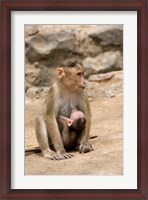 Framed India, Mumbai, Elephanta Caves, monkeys