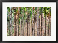 Framed Beetle nut tree trunk detail, Bajengdoba, Meghalaya, India