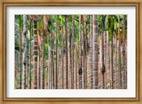 Framed Beetle nut tree trunk detail, Bajengdoba, Meghalaya, India