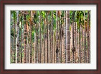 Framed Beetle nut tree trunk detail, Bajengdoba, Meghalaya, India