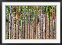 Framed Beetle nut tree trunk detail, Bajengdoba, Meghalaya, India