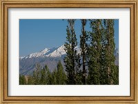 Framed India, Ladakh, Leh, Trees in front of snow-capped mountains