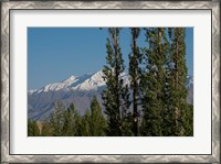 Framed India, Ladakh, Leh, Trees in front of snow-capped mountains