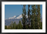 Framed India, Ladakh, Leh, Trees in front of snow-capped mountains