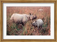 Framed Indian Rhinoceros in Kaziranga National Park, India