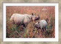 Framed Indian Rhinoceros in Kaziranga National Park, India