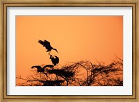 Framed Painted Stork against a sunset sky, India