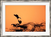 Framed Painted Stork against a sunset sky, India