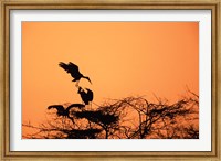 Framed Painted Stork against a sunset sky, India