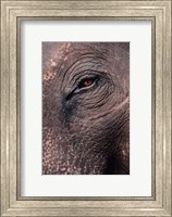 Framed Asian Elephant's Eye, Kaziranga National Park, India