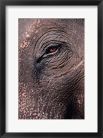 Framed Asian Elephant's Eye, Kaziranga National Park, India