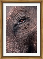 Framed Asian Elephant's Eye, Kaziranga National Park, India