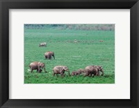 Framed Asian Elephant in Kaziranga National Park, India