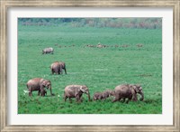 Framed Asian Elephant in Kaziranga National Park, India