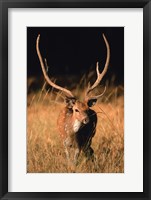 Framed Chital in Bandhavgarh National Park, India