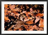 Framed Eurasian Thick-knee in Bandhavgarh National Park, India