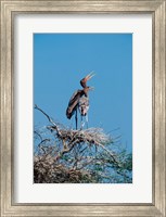 Framed pair of Painted Stork in a tree, India