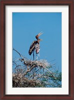Framed pair of Painted Stork in a tree, India