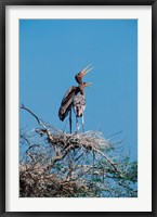 Framed pair of Painted Stork in a tree, India