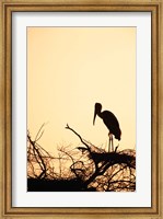 Framed Painted Stork in Bandhavgarh National Park, India
