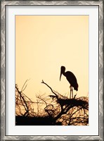 Framed Painted Stork in Bandhavgarh National Park, India