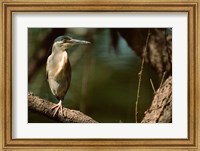 Framed Little Heron in Bandhavgarh National Park, India