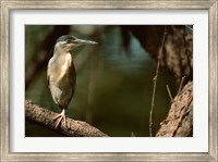 Framed Little Heron in Bandhavgarh National Park, India