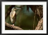 Framed Little Heron in Bandhavgarh National Park, India
