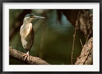 Framed Little Heron in Bandhavgarh National Park, India