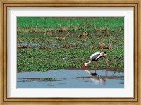 Framed Painted Stork by the water, India
