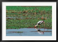 Framed Painted Stork by the water, India