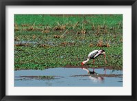 Framed Painted Stork by the water, India
