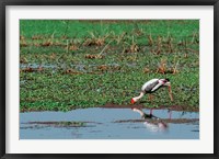 Framed Painted Stork by the water, India