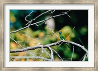Framed Green Bee-eater in Bandhavgarh National Park, India