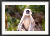Framed Monkey, Ranthambore National Park, Rajastan, India