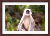 Framed Monkey, Ranthambore National Park, Rajastan, India