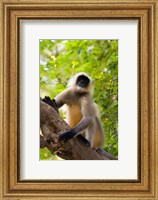 Framed Monkey, Rajastan, India