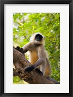 Framed Monkey, Rajastan, India
