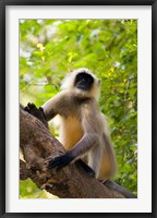 Framed Monkey, Rajastan, India